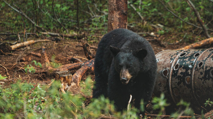7 conseils pour la chasse à l’ours noir