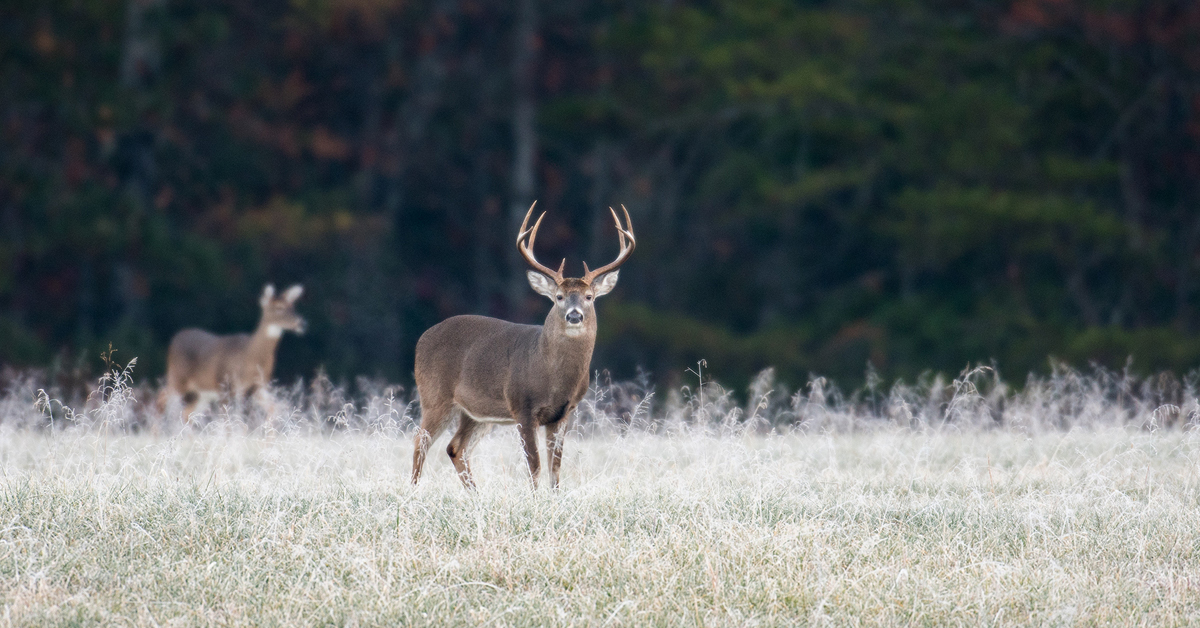 White-Tailed Deer Hunting