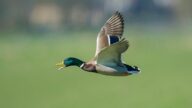 Chasse aux oiseaux migrateurs