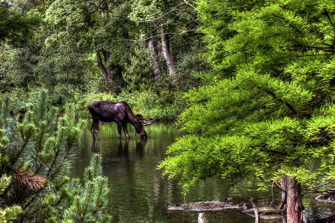 Destinations chasse orignal