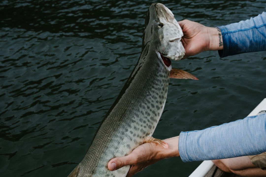 Muskie Technics