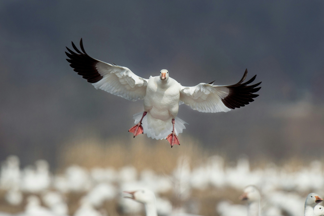 Snow Goose Hunting